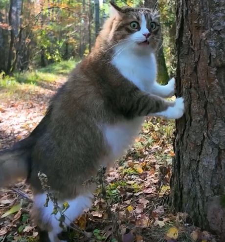 Котик в осеннем лесу⁠⁠
