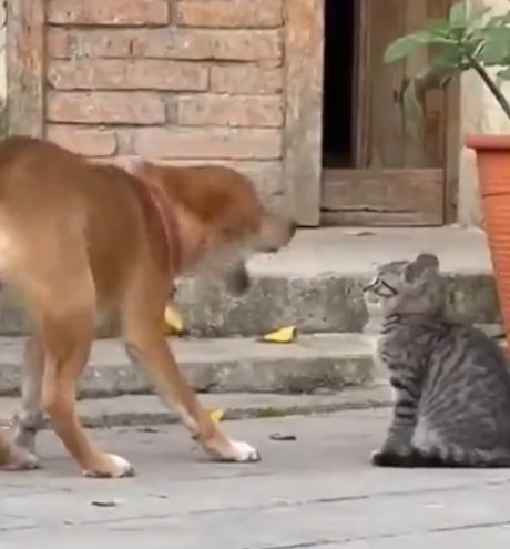 А я чиво, я ничиво