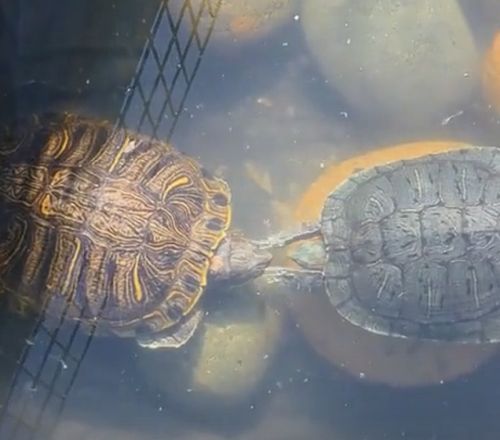 Черепашки⁠⁠