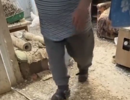 Шиза бывает и такой