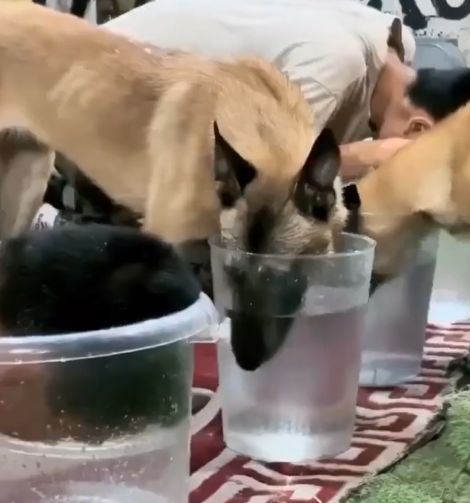 Бельгийская овчарка малинуа уличила хозяина в обмане⁠⁠