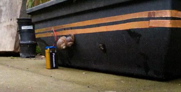 Защита горшечных растений от улиток⁠⁠