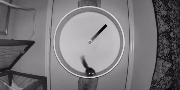 Белке купили беговое колесо, но не объяснили, как пользоваться