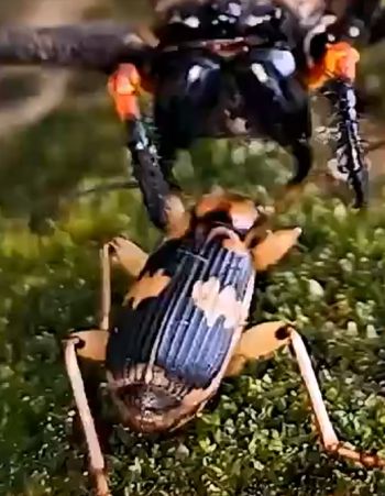 Струя перцовки прямо в рожу