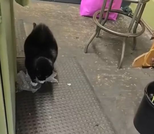 Оказывается, что коты тоже очень любят лопать пупырку