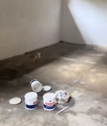 Том и Джерри