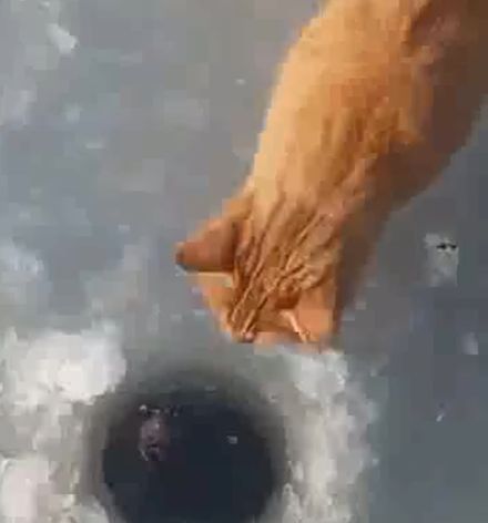 Кот, успел тот и съел⁠⁠