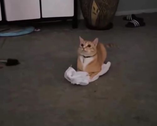 Кошачье и собачье бесойопство