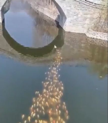 Стая рыб, следующая за уткой⁠⁠