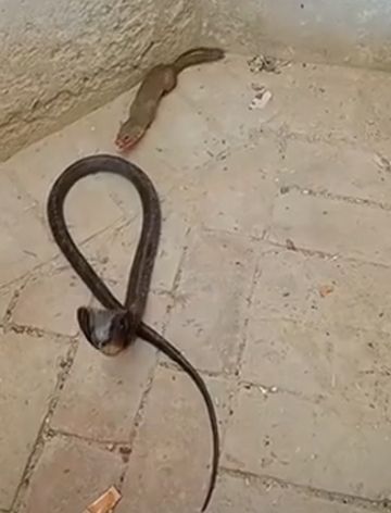 Дерзкий и резкий