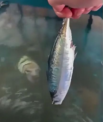 Каракатица имитирует человеческое лицо⁠⁠