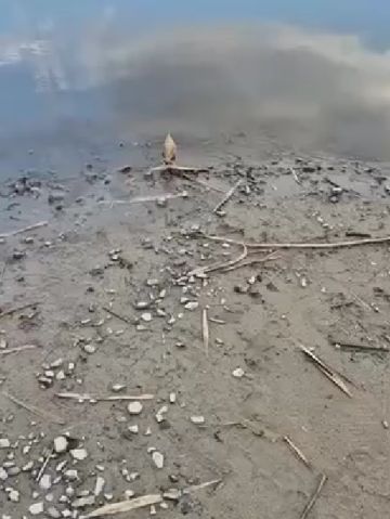 Орнитологи присутствуют?