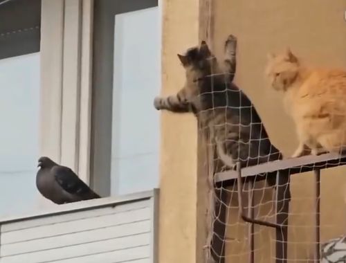 Недосягаемый голубь
