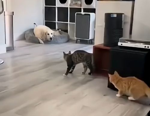 Гоп кот, мы подошли из-за угла