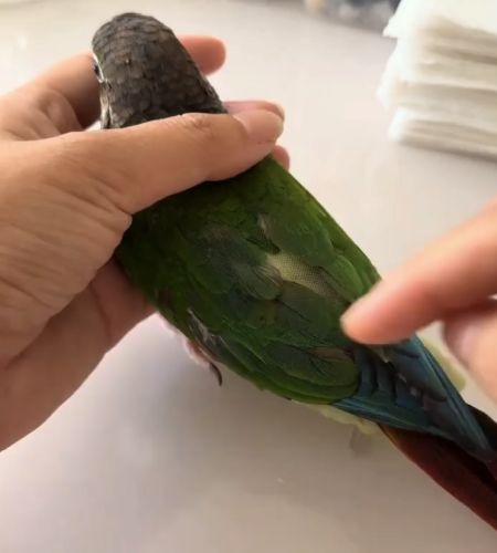 Смена подгузника у попугая