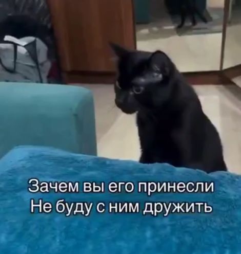 Зачем вы его принесли?