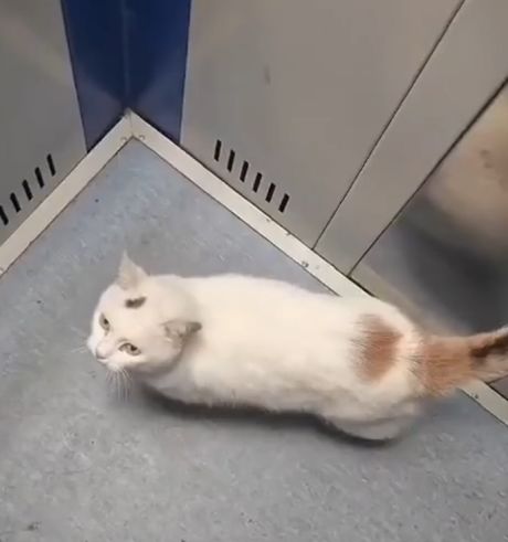 Попутчик