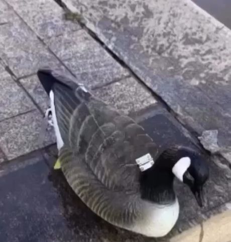 Мечта охотника на уток⁠⁠