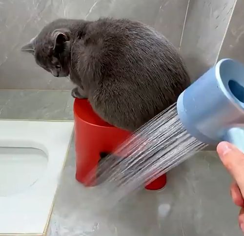 Искупать кошку? Проще пареной репы!