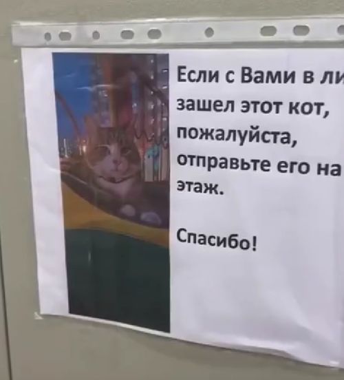 В Питере самостоятельный кот катается в лифте многоэтажки