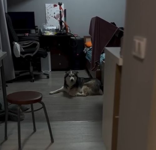 Ходить шёпотом по версии хаски!⁠⁠