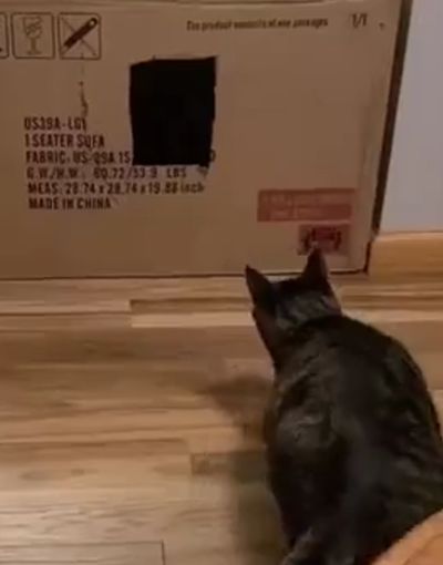 Кота нае...обманули ⁠⁠
