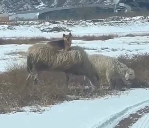Пастух овец на расслабоне