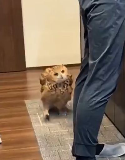 Почти кот, только не мяукает