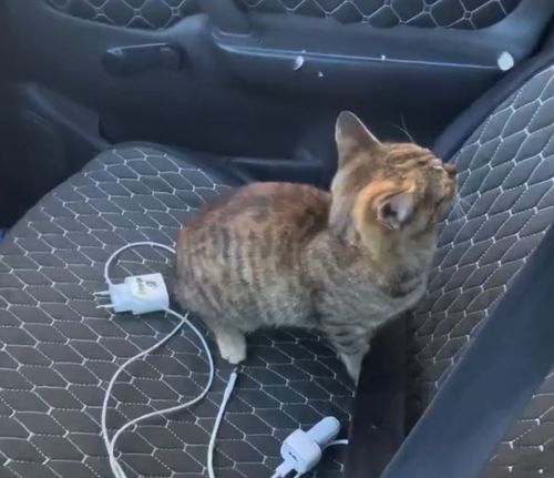 Как коты находят своих людей
