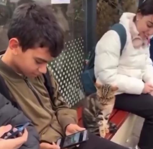 Котэ тактично проверил реакцию парня лапой, прежде чем забраться к нему на колени⁠⁠
