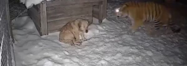 Маленький кот храбрее большого⁠⁠