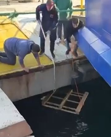 Не дали утонуть котейке