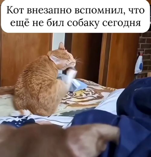 Типичный рыжий⁠⁠