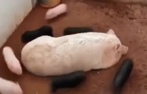 Наскар