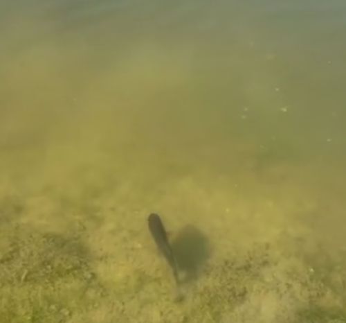 Подводная схватка попала на видео