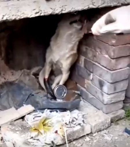 Помогайте братьям меньшим