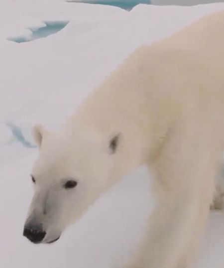 Белый мишка