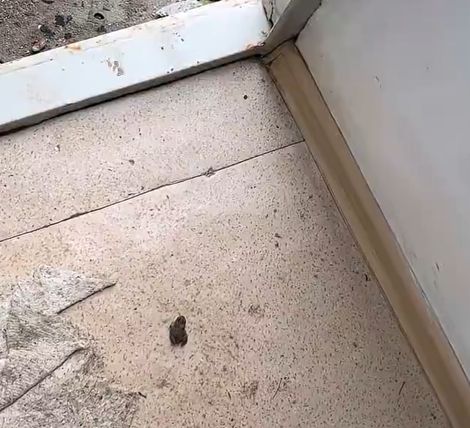 Помог лягушонку