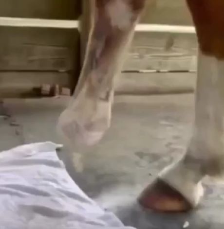 Лошадь, потерявшая ногу, получила новый протез. Радость на её лице, когда она снова побежала, — будто ей подарили второй шанс на жизнь