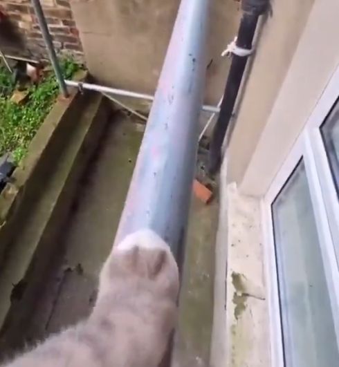 Кошачий паркур от первого лица⁠⁠