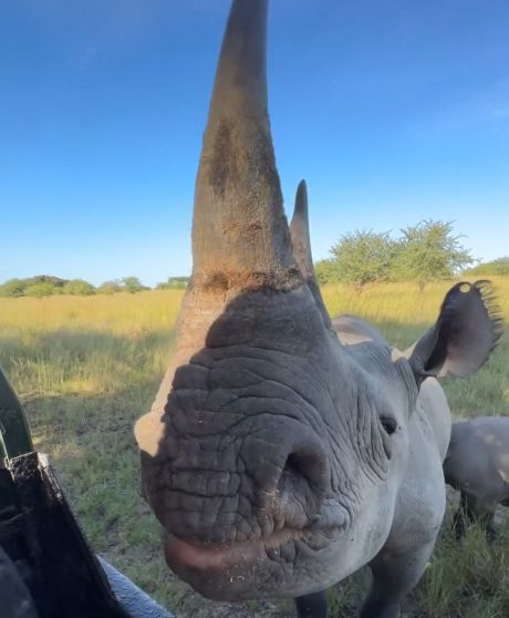 Оказались слишком близко к носорогу — теперь можно рассмотреть во всех деталях!⁠⁠