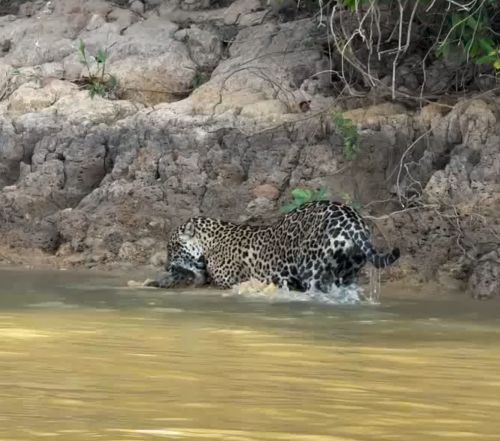 Не одними же кайманами питаться⁠⁠