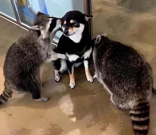 Да родной ты нам с папкой, родной, не приёмный!⁠⁠