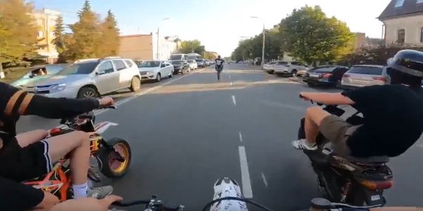 В мире животных