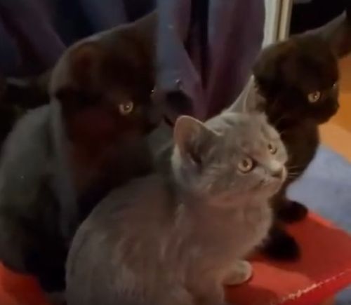 Тёплое показывают