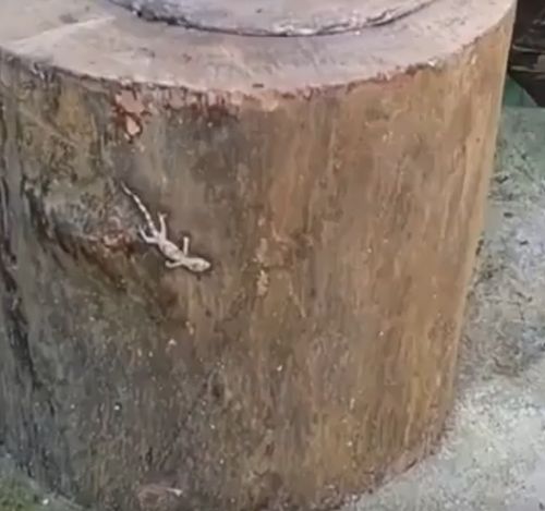 Тема про геккона
