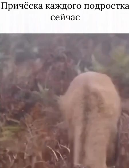 Вермишелеголовые⁠⁠