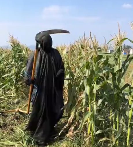 Шустрые азиаты