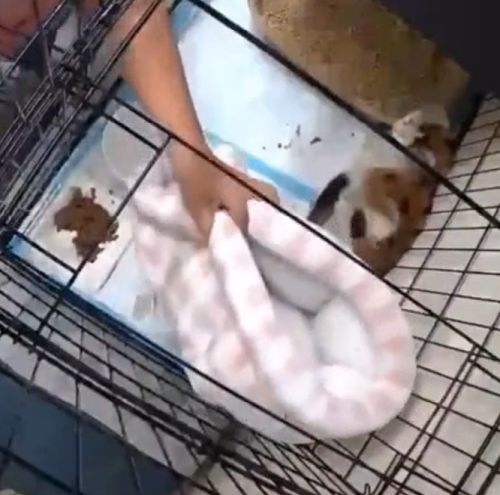 Реакция уличной кошки на первую мягкую постель в её жизни