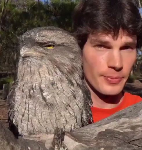 Так выглядит самая странная птица Австралии — дымчатый лягушкорот